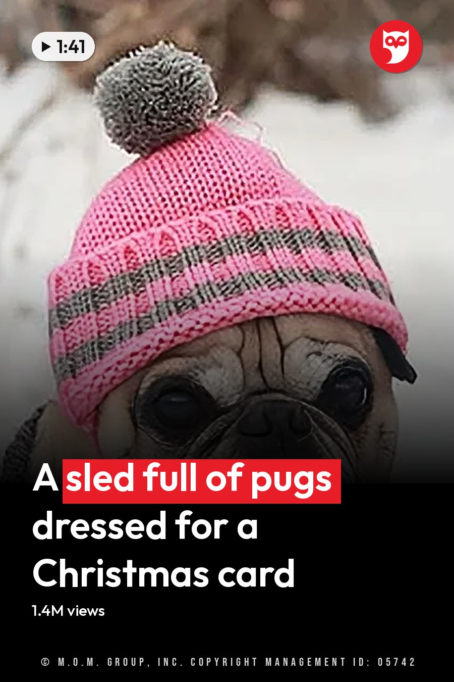 A pug in a pink striped hat sits in snow, tongue out, beside another dog wearing a similar hat. The headline runs in white letters across the lower third.