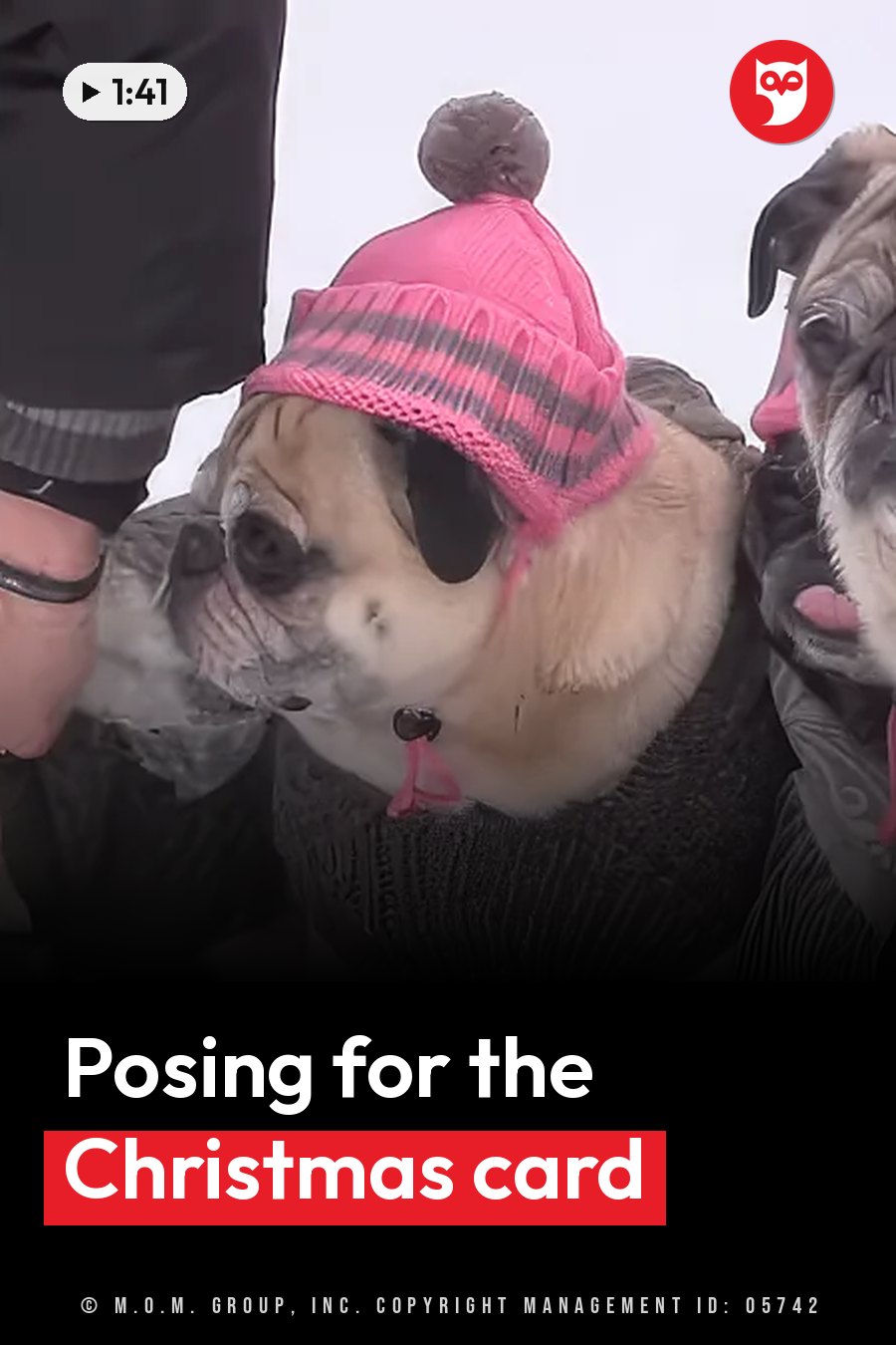 A pug in a pink pom-pom hat and dark sunglasses sits beside another pug in snowy weather. A headline runs in white letters across the lower third.