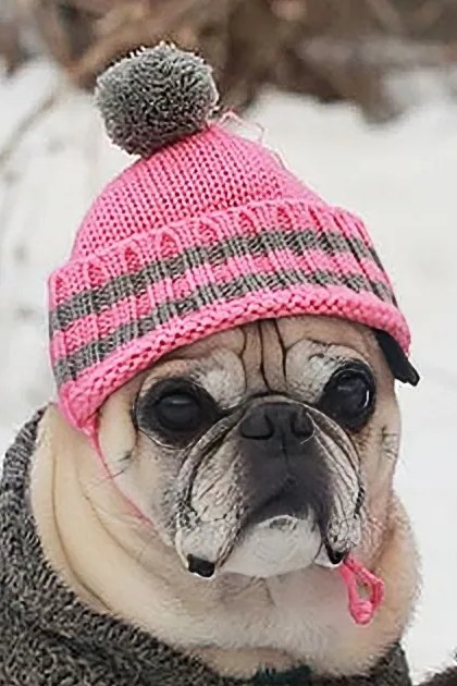 A pug in a pink striped hat sits in snow, tongue out, beside another dog wearing a similar hat.