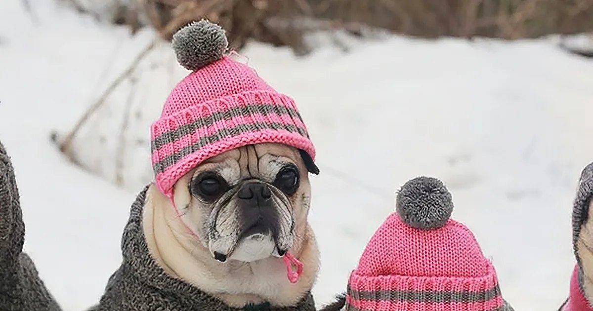 A pug in a pink striped hat sits in snow, tongue out, beside another dog wearing a similar hat.