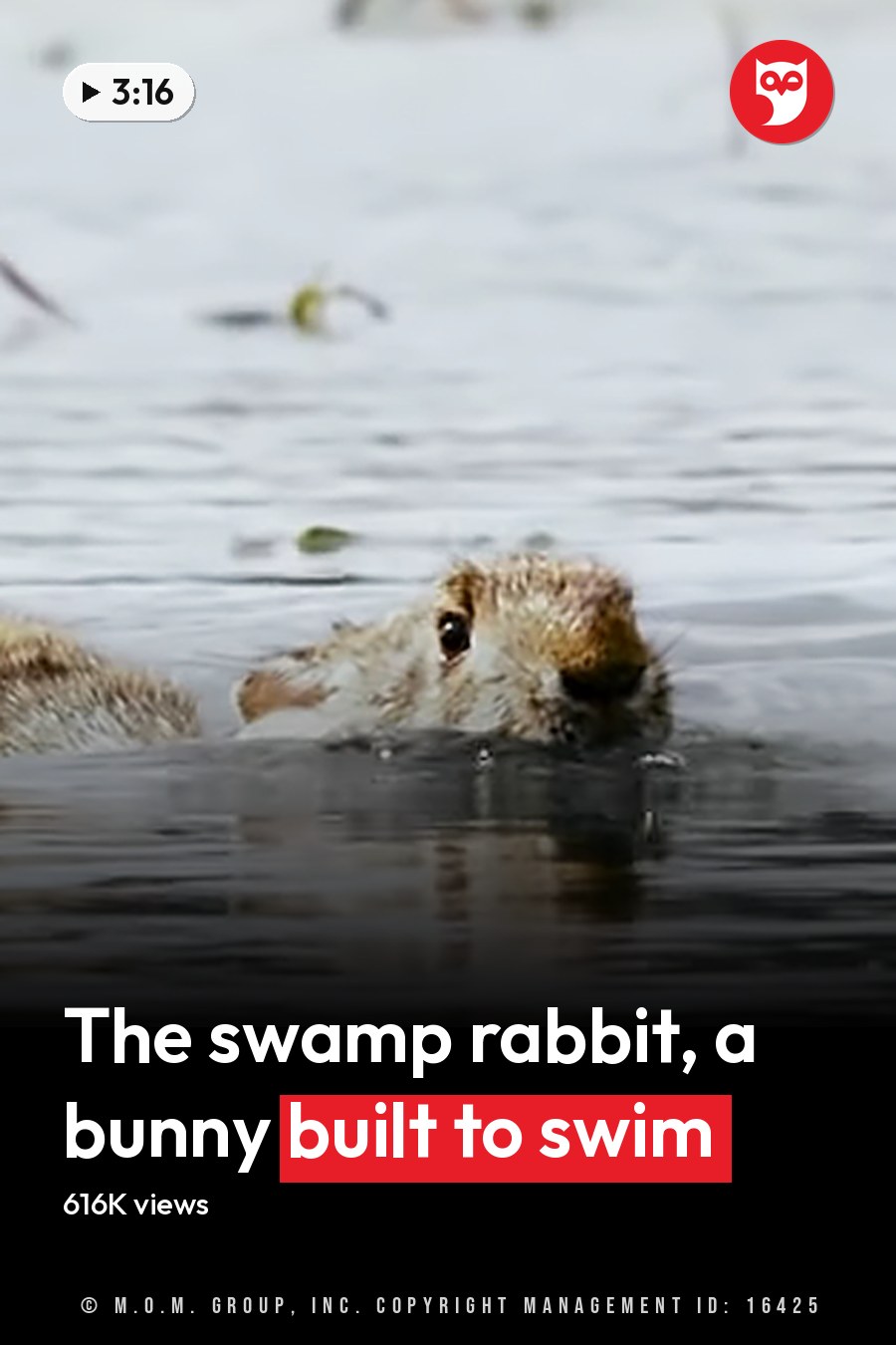 A partially submerged duckling with its adult parent in a body of water, near vegetation under natural daylight. The headline runs in white letters across the lower third.