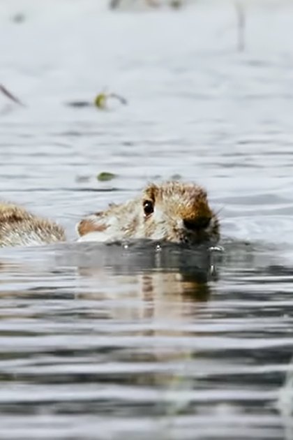 A partially submerged duckling with its adult parent in a body of water, near vegetation under natural daylight.