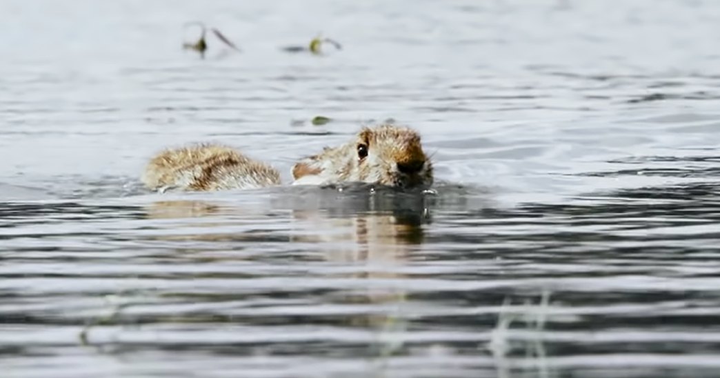 A partially submerged duckling with its adult parent in a body of water, near vegetation under natural daylight.