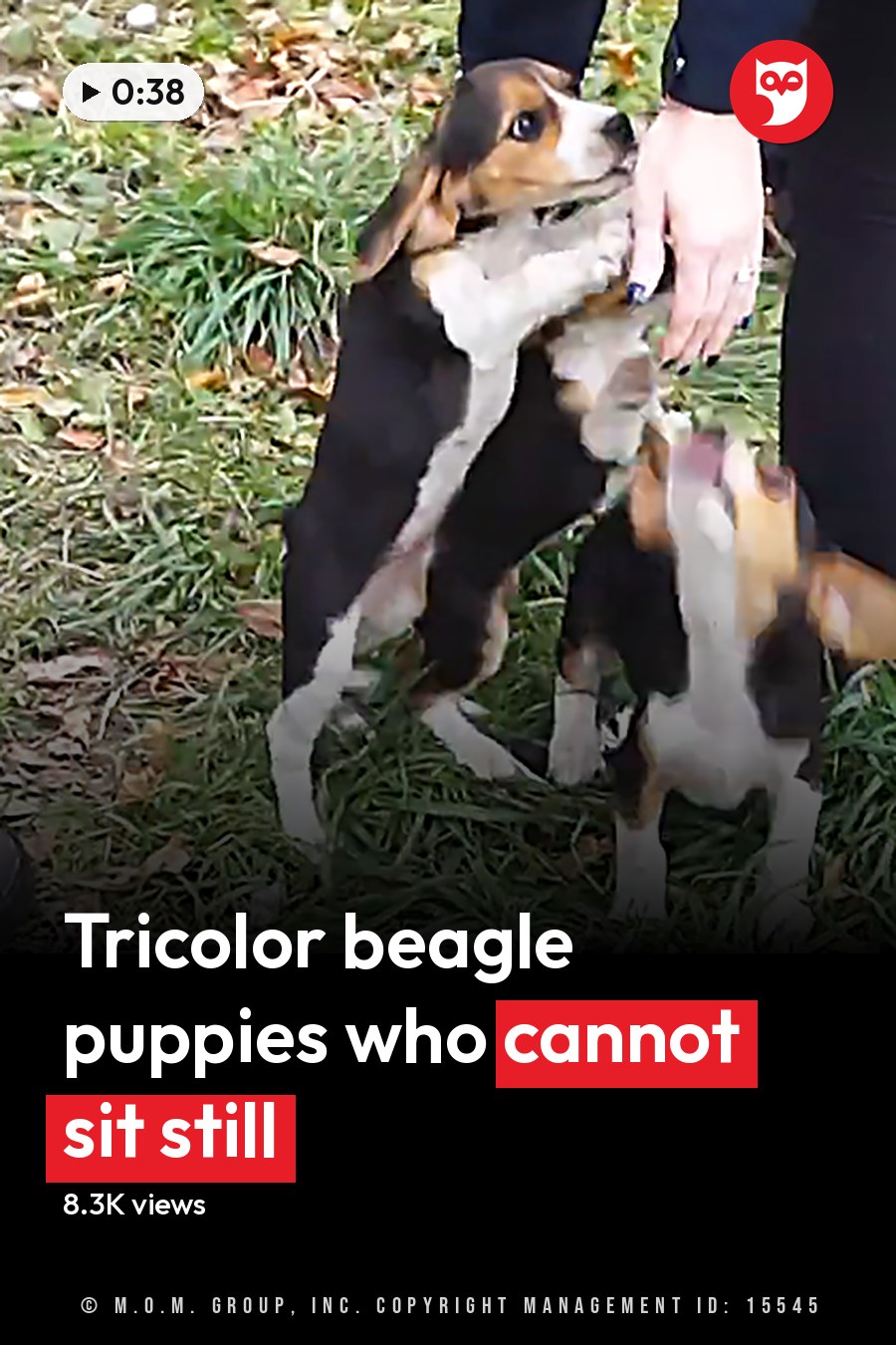 Beagle puppies with brown, white, and black markings in a grassy outdoor setting during autumn. The headline runs in white letters across the lower third.