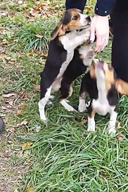 Beagle puppies with brown, white, and black markings in a grassy outdoor setting during autumn.