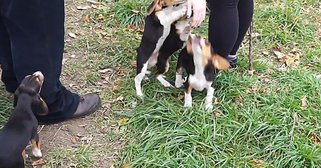 Beagle puppies with brown, white, and black markings in a grassy outdoor setting during autumn.
