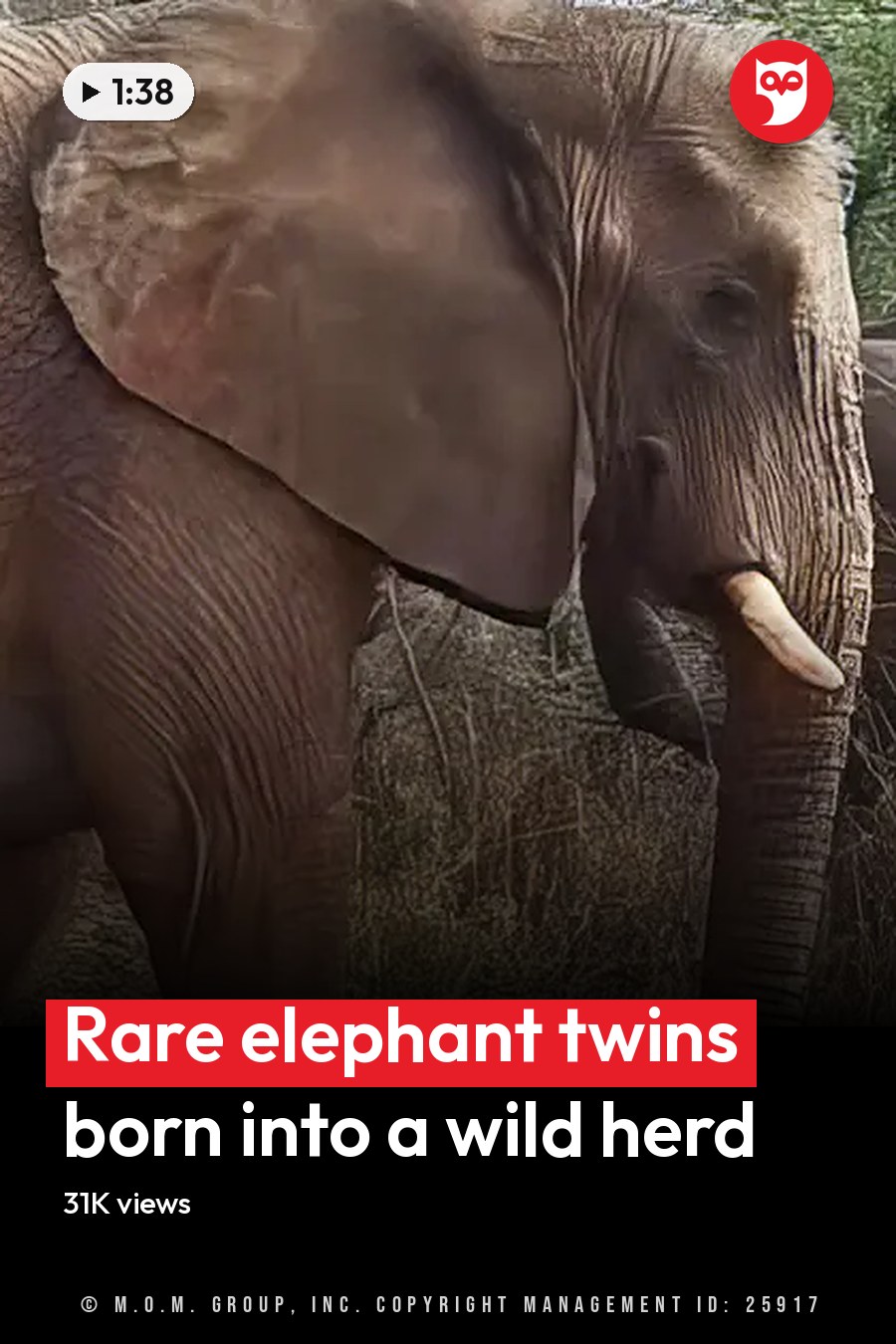 African elephant with a baby, standing in a grassy natural setting during spring or summer. The headline runs in white letters across the lower third.