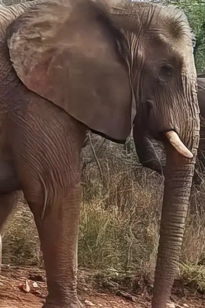 African elephant with a baby, standing in a grassy natural setting during spring or summer.