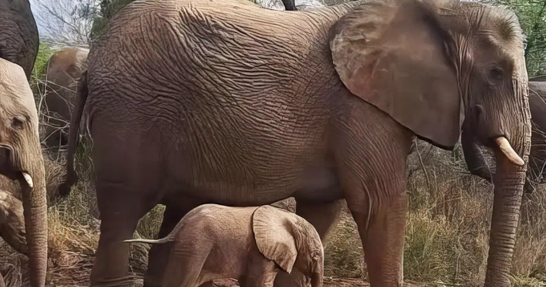 African elephant with a baby, standing in a grassy natural setting during spring or summer.