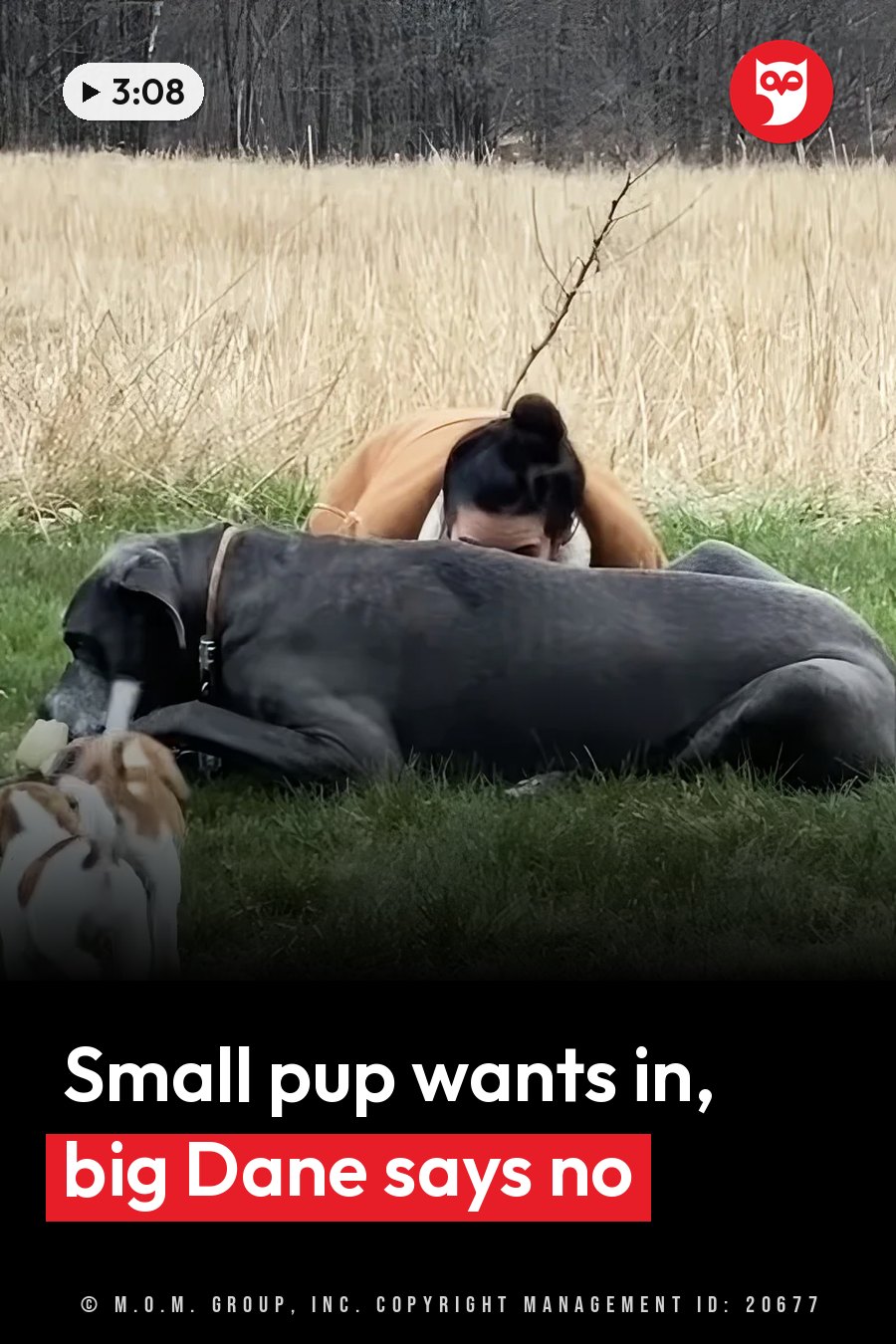 A person lies on the grass beside a large black dog, with a smaller dog nearby and tall dry reeds behind them. A headline runs in white letters across the lower third.