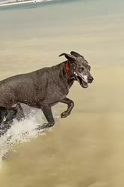 Two dogs, one resting indoors near wooden structures and ropes, another playing outdoors by water with dark brown or black fur; indoor setting possibly a boat cabin, outdoor scene at riverbank.