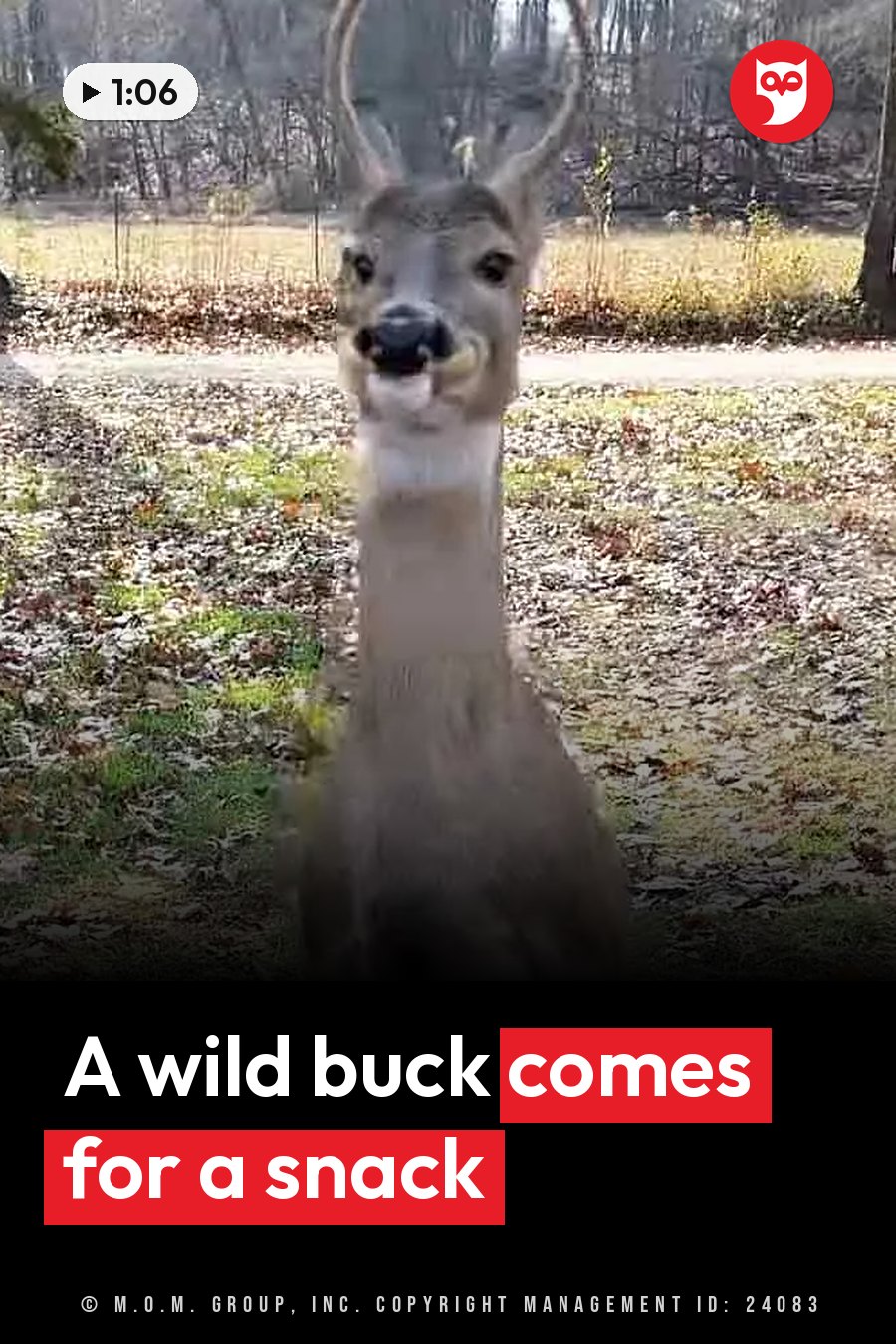 A deer with antlers stands facing forward on ground covered in leaves, near trees and a fence. A headline runs in white letters across the lower third.