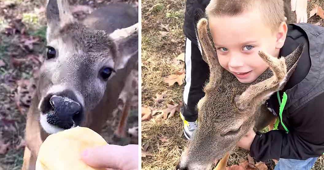 A young child and a white-tailed deer in an autumnal outdoor setting with fallen leaves and green grass.