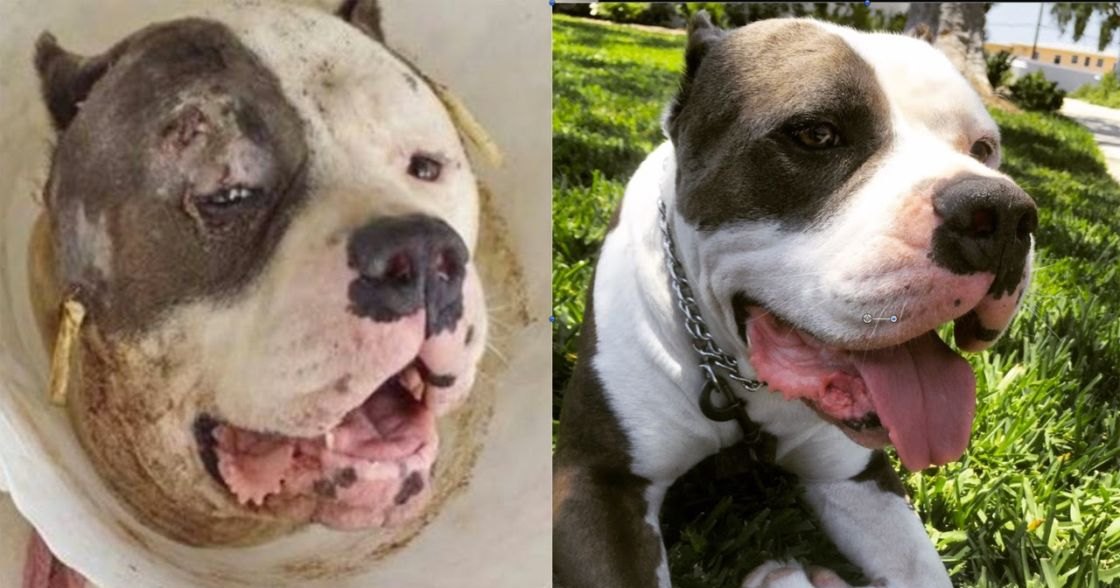 Two white dogs with brown markings, one adult American Bully or similar breed and a younger one, outdoors on grassy terrain in daylight with greenery in background