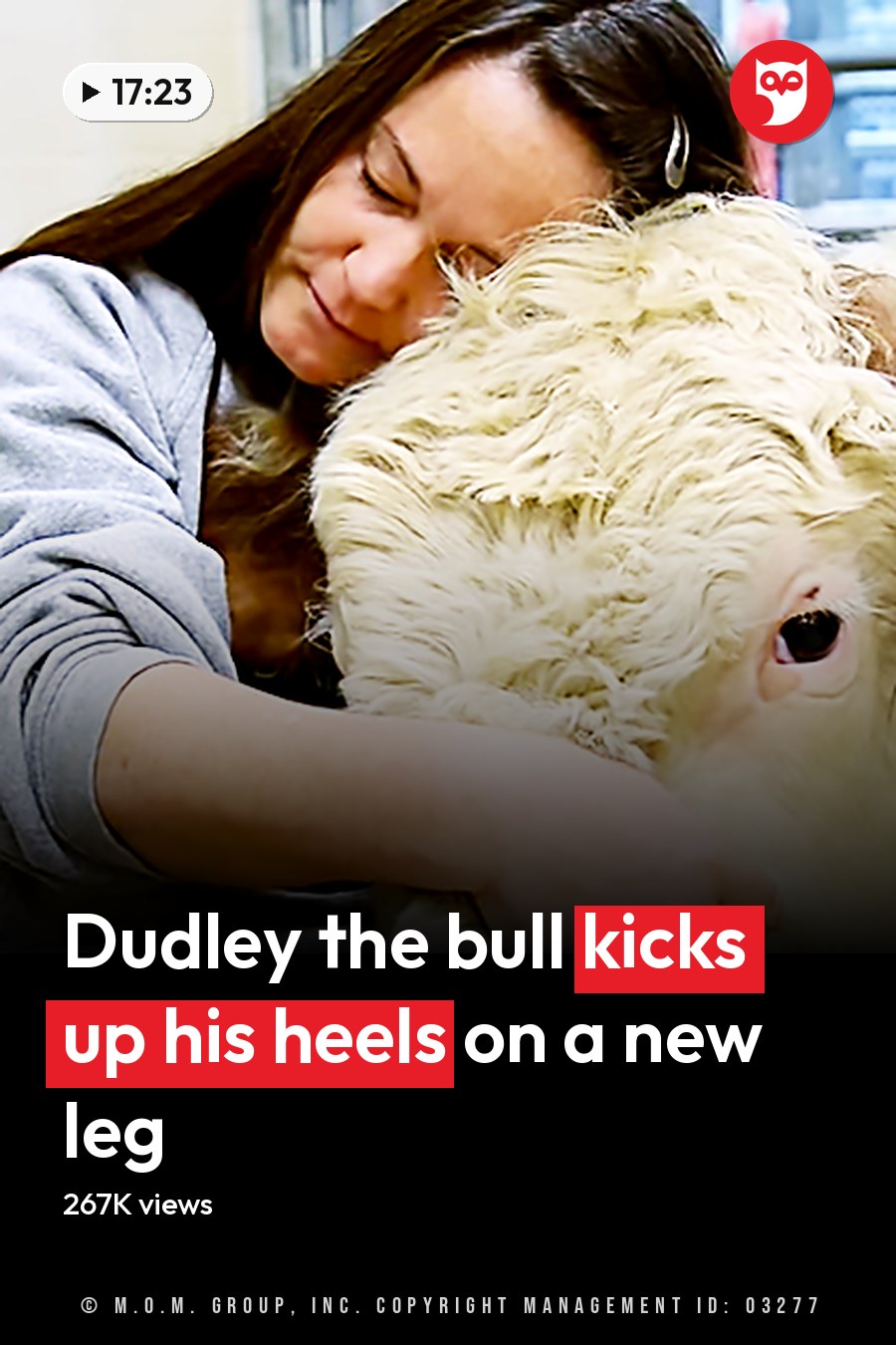A young adult female interacts with a Hereford cow in an indoor barn setting under overcast daylight. The headline runs in white letters across the lower third.