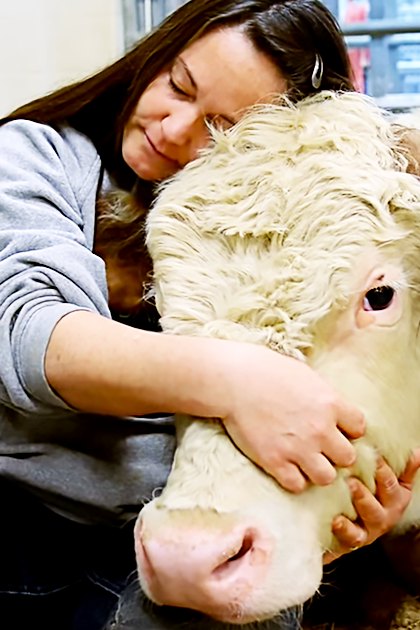 A young adult female interacts with a Hereford cow in an indoor barn setting under overcast daylight.