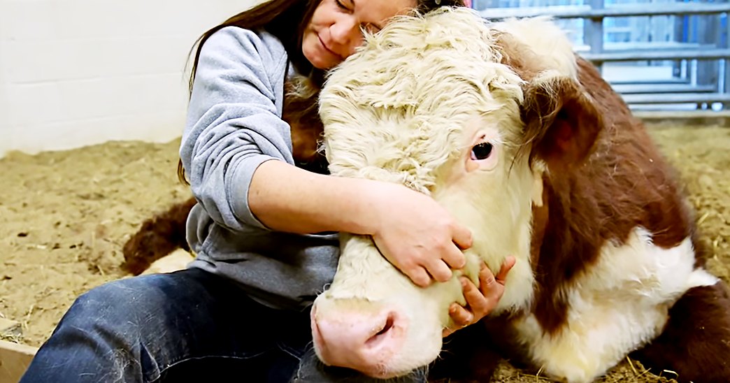 A young adult female interacts with a Hereford cow in an indoor barn setting under overcast daylight.