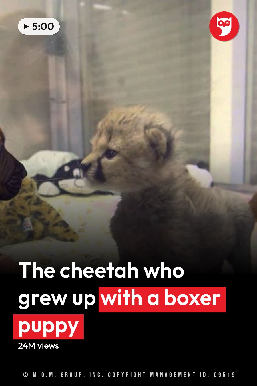 Middle-aged female interacts with young puppies in an indoor setting, surrounded by stuffed animals and a glass barrier. The headline runs in white letters across the lower third.