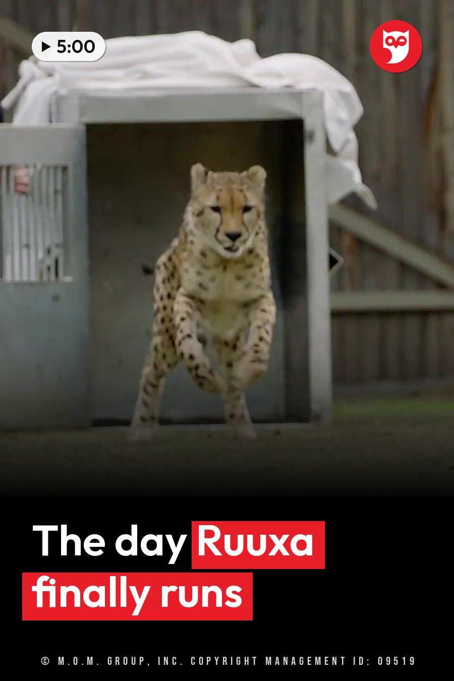 A cheetah leaps forward out of a metal enclosure with a white tarp on top. A headline runs in white letters across the lower third.