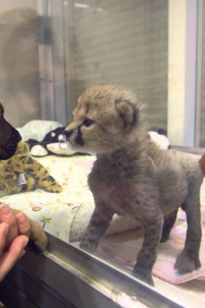 Middle-aged female interacts with young puppies in an indoor setting, surrounded by stuffed animals and a glass barrier.