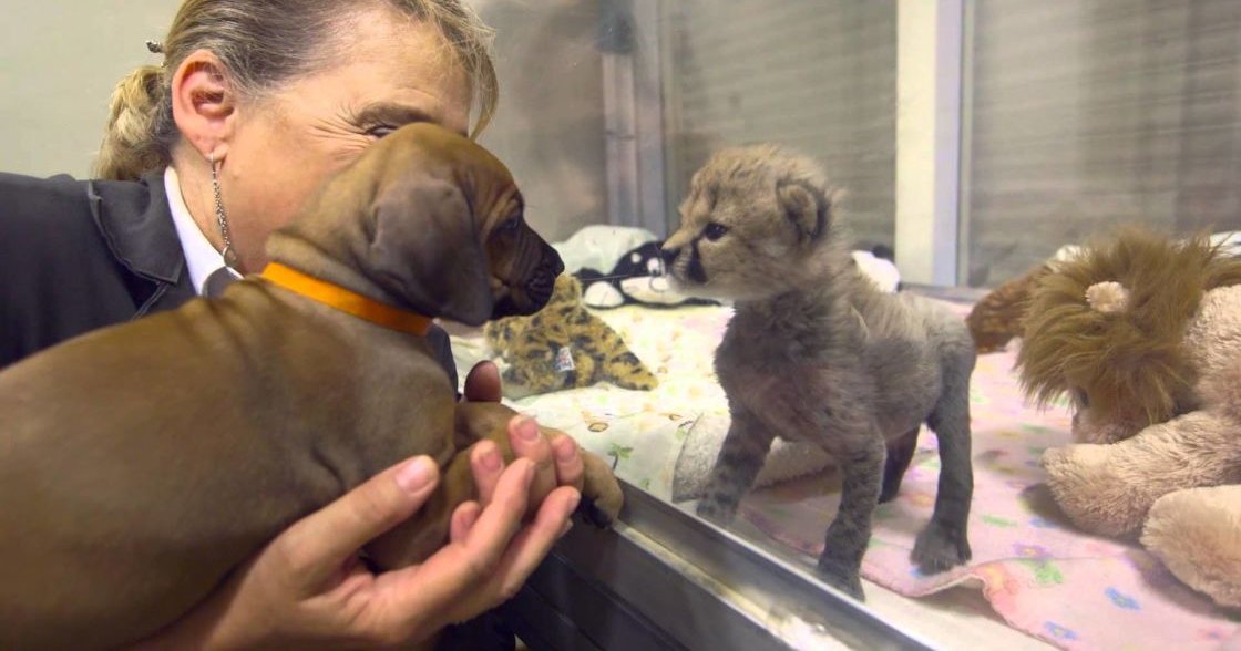 Middle-aged female interacts with young puppies in an indoor setting, surrounded by stuffed animals and a glass barrier.
