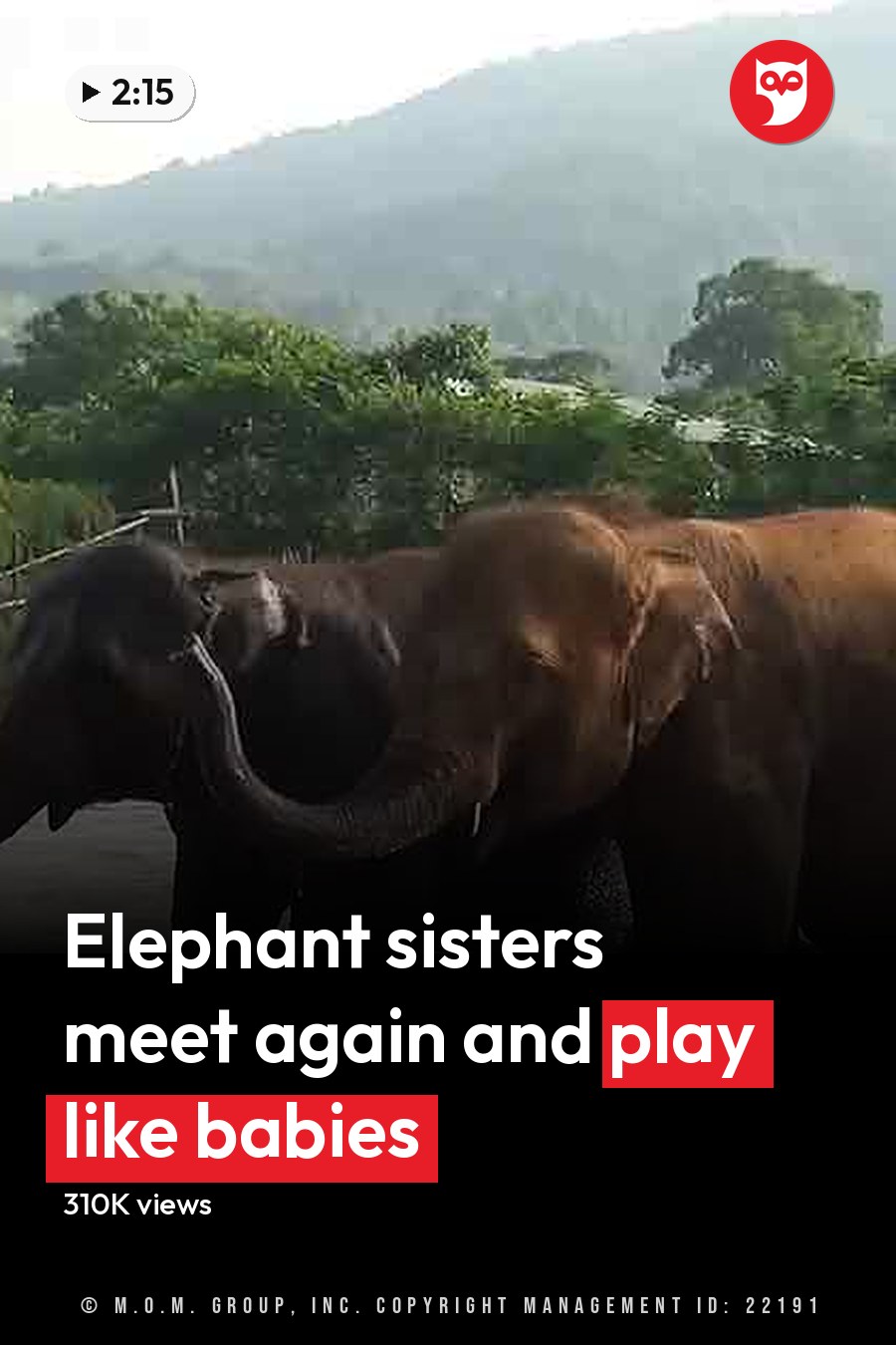 Two adult Asian elephants stand in a lush river setting with hills in the background, bathed in soft late afternoon or early evening light. The headline runs in white letters across the lower third.