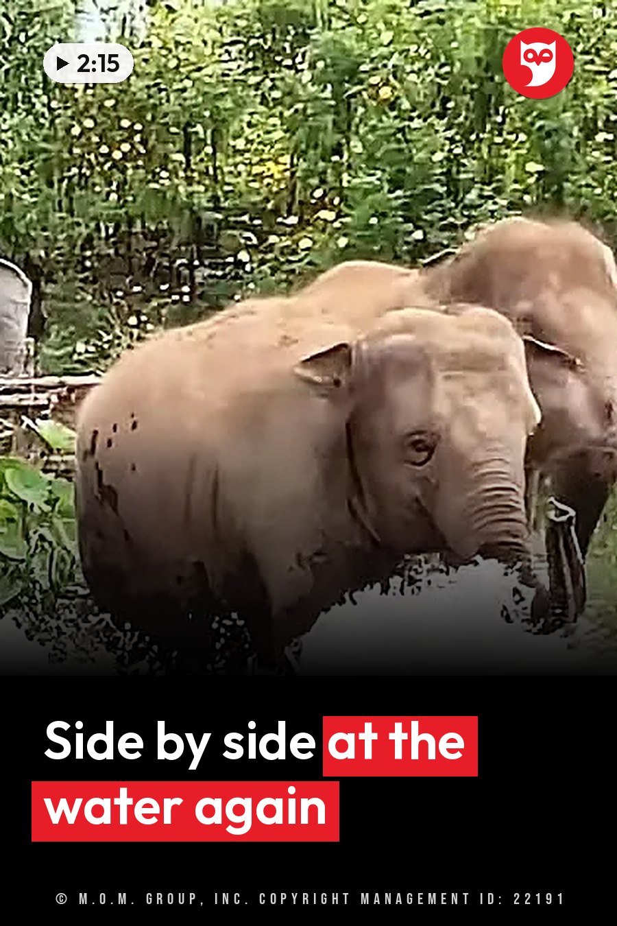 Two elephants stand near water among green plants; one drinks while the other faces forward. A headline runs in white letters across the lower third.