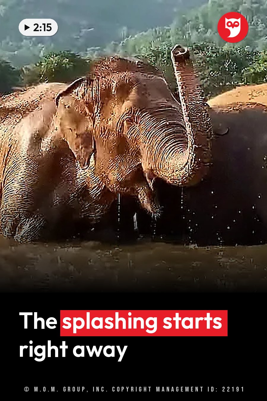 An elephant stands partly in the water with her trunk raised, spraying drops, next to another elephant. A headline runs in white letters across the lower third.