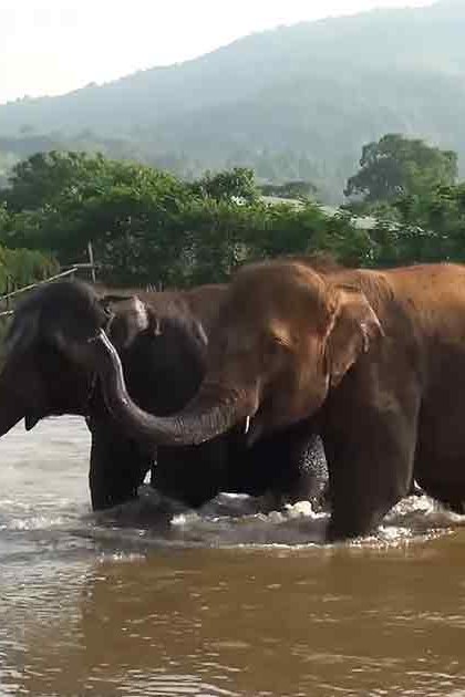 Two adult Asian elephants stand in a lush river setting with hills in the background, bathed in soft late afternoon or early evening light.