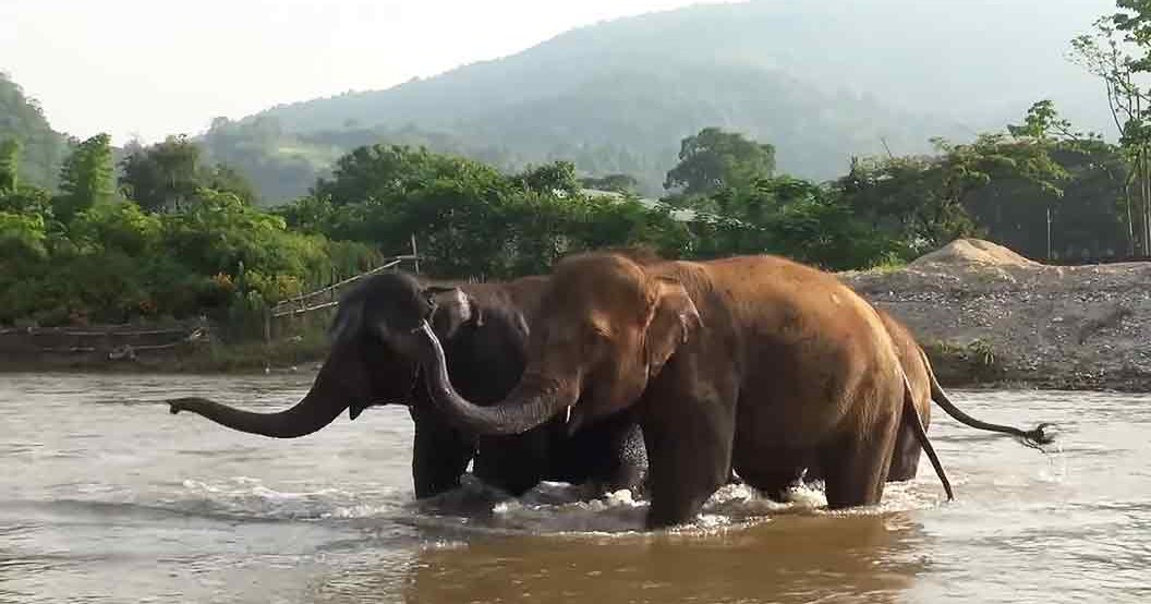 Two adult Asian elephants stand in a lush river setting with hills in the background, bathed in soft late afternoon or early evening light.