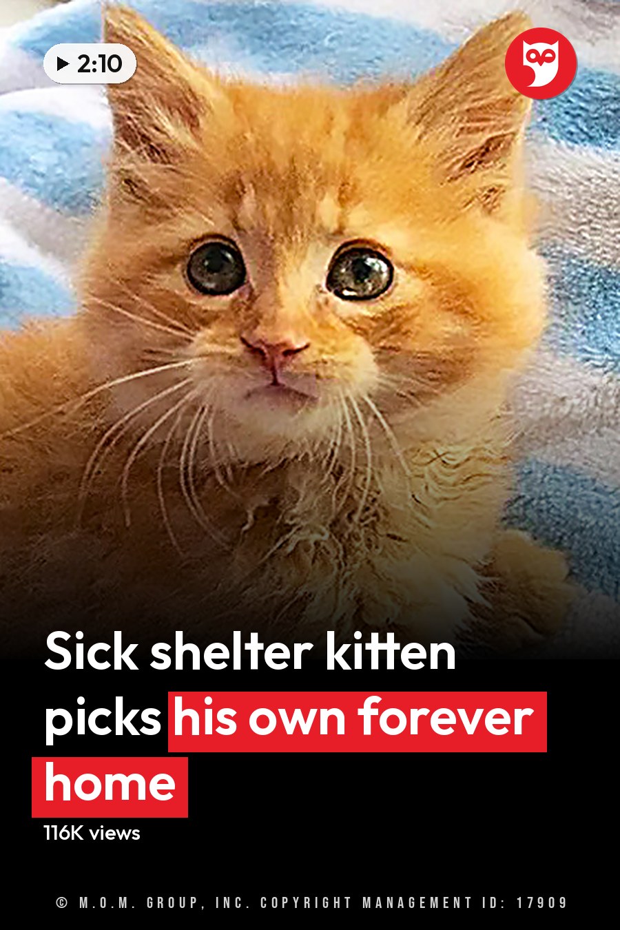 An orange tabby kitten rests on a blue and white striped blanket indoors with soft lighting. The headline runs in white letters across the lower third.