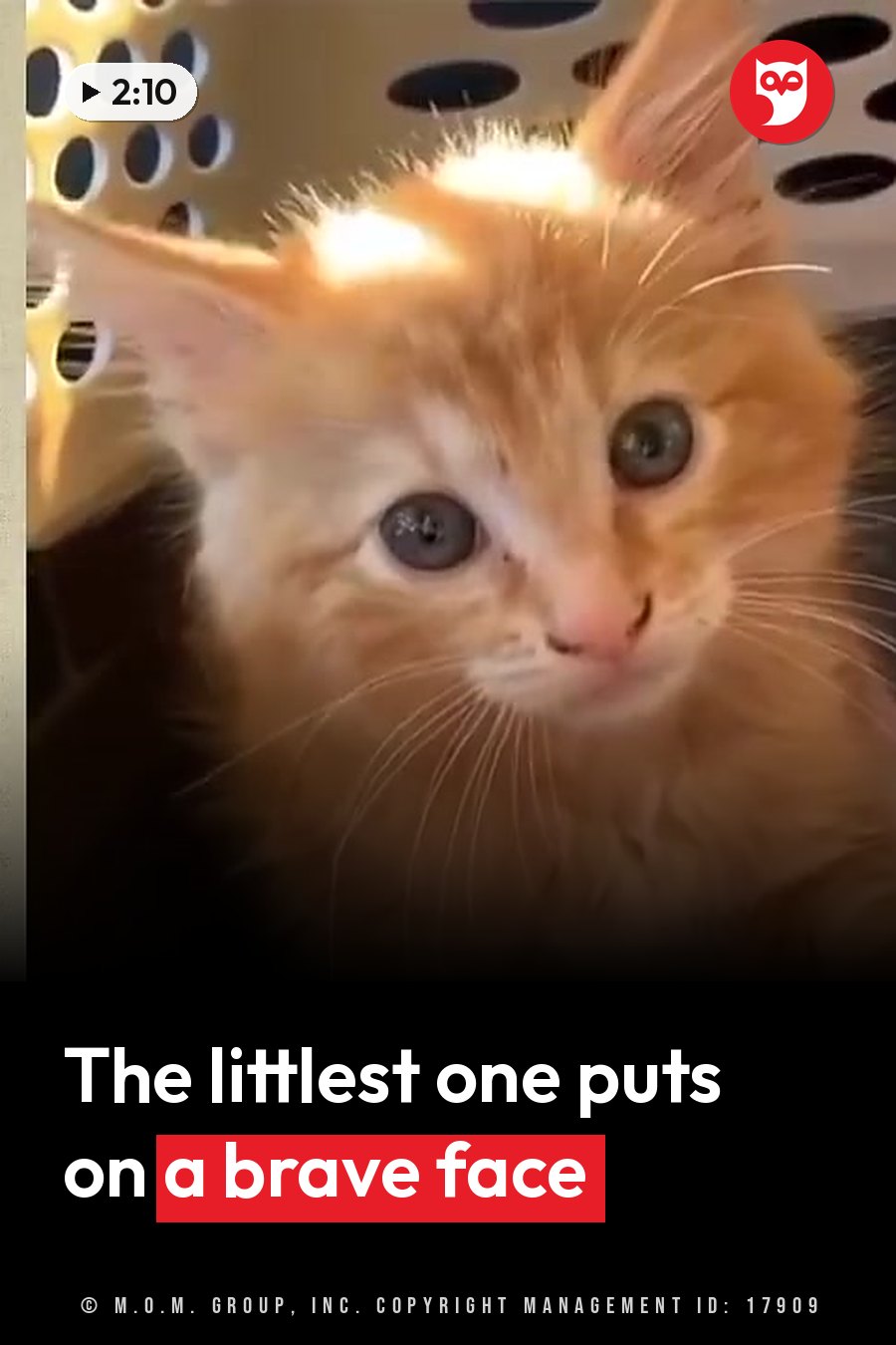 A fluffy orange kitten with blue eyes looks straight ahead from inside a container with small holes. A headline runs in white letters across the lower third.