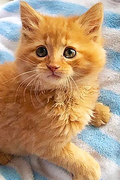 An orange tabby kitten rests on a blue and white striped blanket indoors with soft lighting.