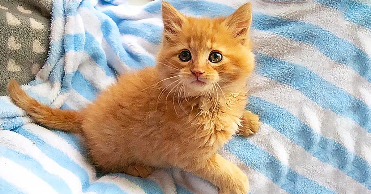 An orange tabby kitten rests on a blue and white striped blanket indoors with soft lighting.
