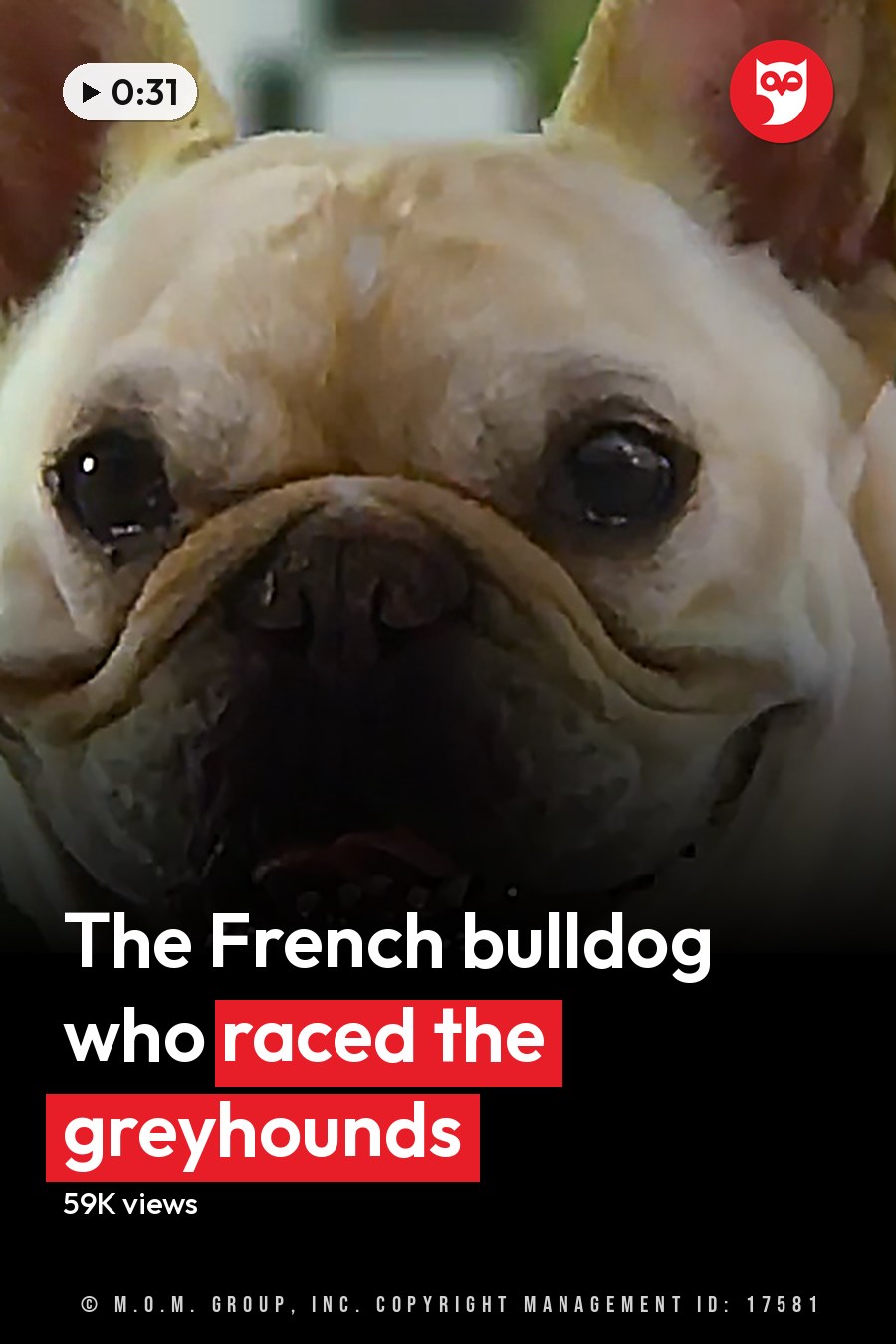 A French Bulldog wearing a red jersey with the number '3' stands in an outdoor garden setting surrounded by lush greenery and white flowers, suggesting daytime during spring or summer. The headline runs in white letters across the lower third.
