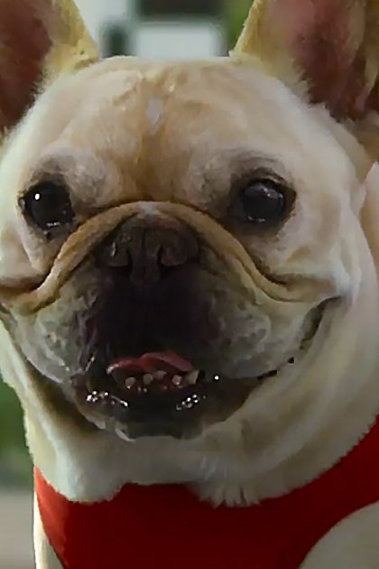 A French Bulldog wearing a red jersey with the number '3' stands in an outdoor garden setting surrounded by lush greenery and white flowers, suggesting daytime during spring or summer.