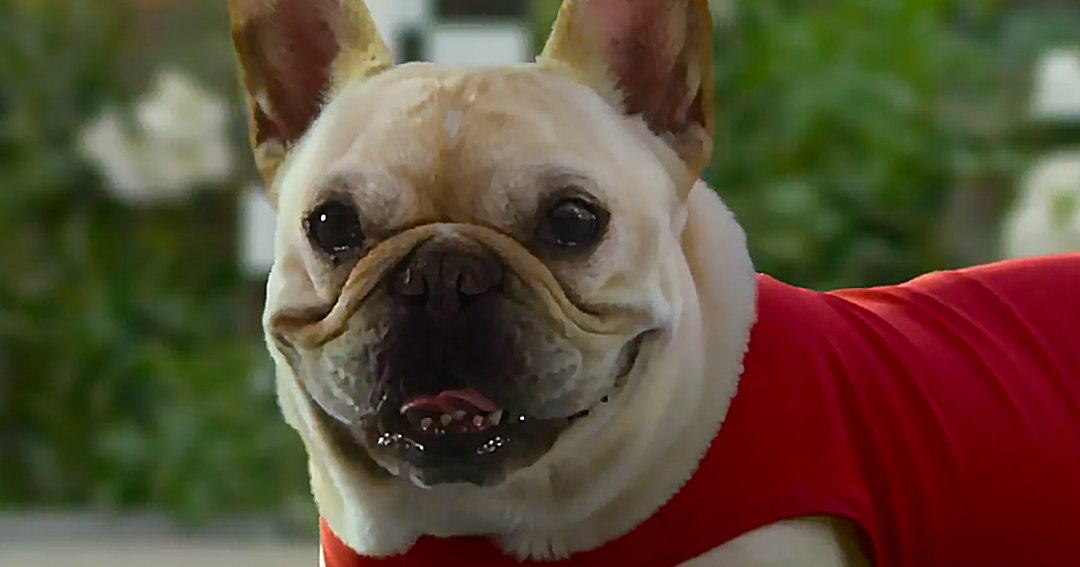 A French Bulldog wearing a red jersey with the number '3' stands in an outdoor garden setting surrounded by lush greenery and white flowers, suggesting daytime during spring or summer.