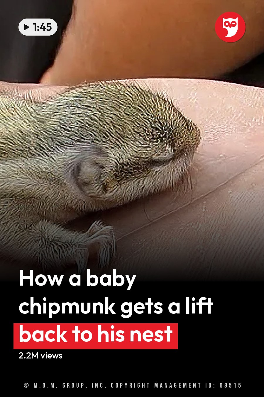 A juvenile rodent with light gray fur and darker gray stripes, held in the palm of an adult's hand indoors under artificial lighting. The headline runs in white letters across the lower third.