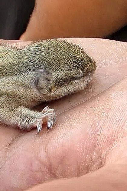A juvenile rodent with light gray fur and darker gray stripes, held in the palm of an adult's hand indoors under artificial lighting.