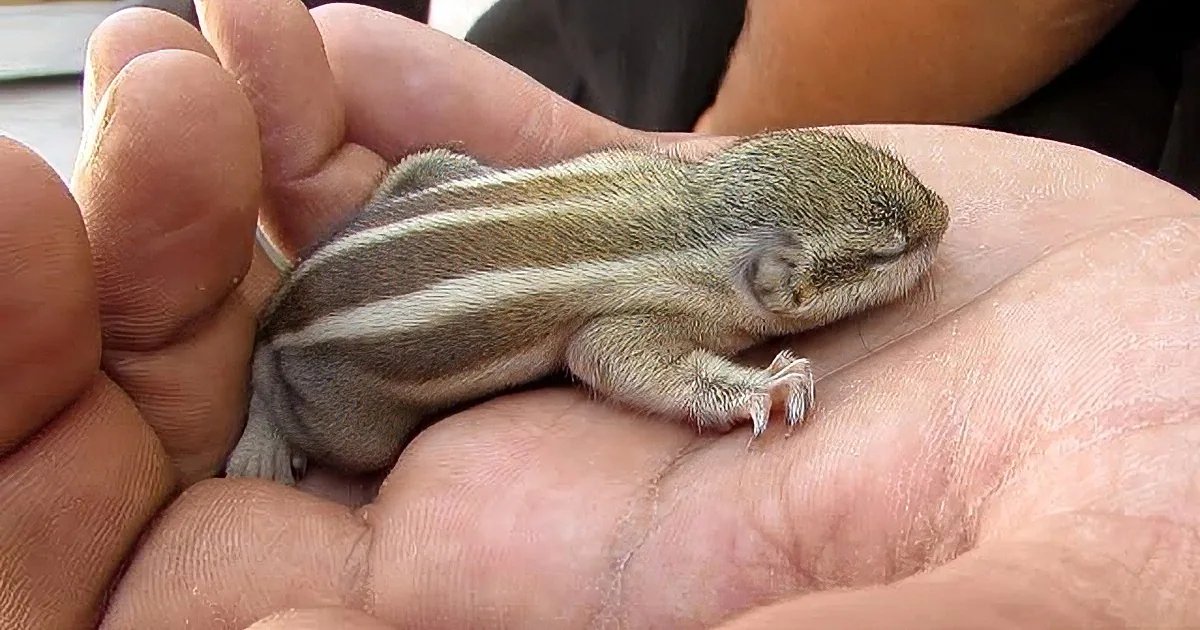 A juvenile rodent with light gray fur and darker gray stripes, held in the palm of an adult's hand indoors under artificial lighting.