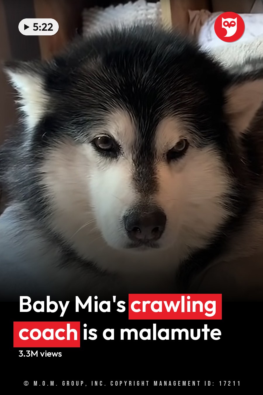 A baby in a white floral onesie lies next to an adult Alaskan Malamute dog on a bed with cream-colored feather-patterned linens, suggesting daytime indoor setting. The headline runs in white letters across the lower third.