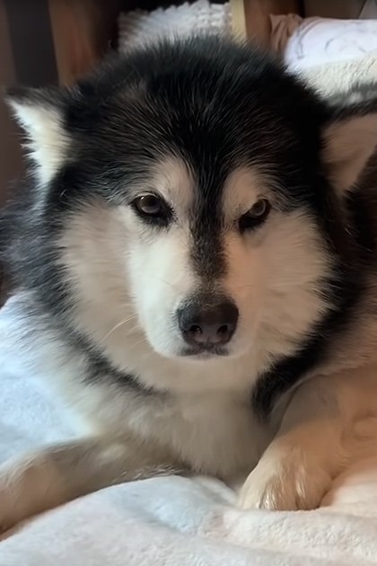 A baby in a white floral onesie lies next to an adult Alaskan Malamute dog on a bed with cream-colored feather-patterned linens, suggesting daytime indoor setting.