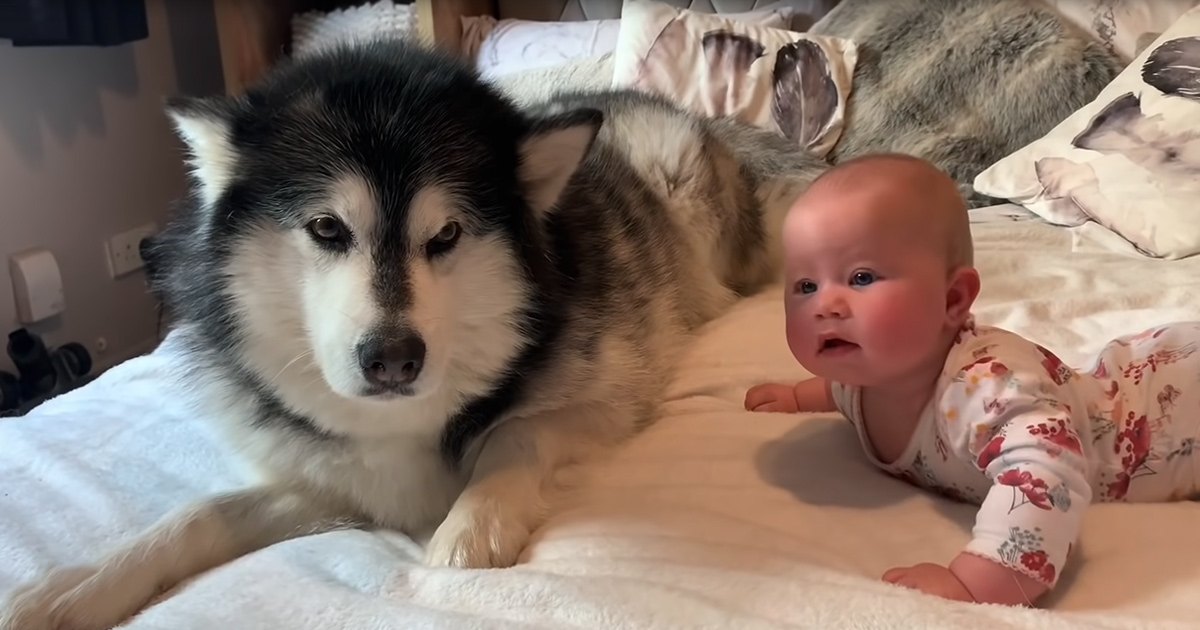 A baby in a white floral onesie lies next to an adult Alaskan Malamute dog on a bed with cream-colored feather-patterned linens, suggesting daytime indoor setting.