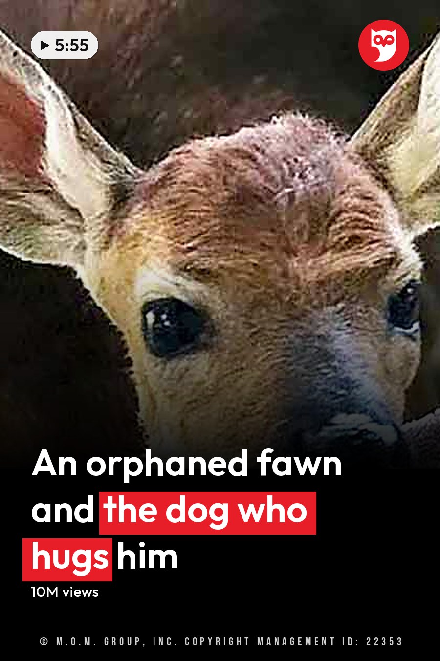 A young, light brown and white spotted deer with large ears and a small black nose stands outdoors in natural daylight. The background includes blurred greenery. The headline runs in white letters across the lower third.