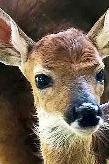 A young, light brown and white spotted deer with large ears and a small black nose stands outdoors in natural daylight. The background includes blurred greenery.