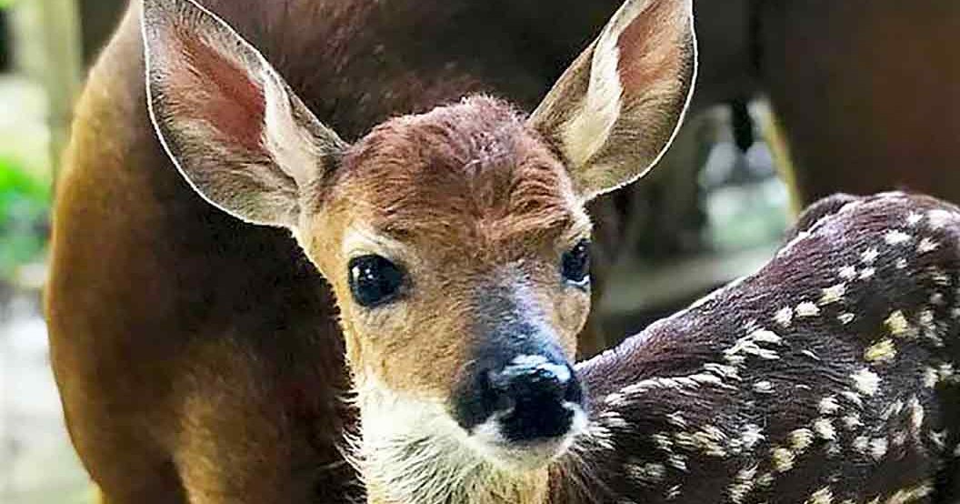 A young, light brown and white spotted deer with large ears and a small black nose stands outdoors in natural daylight. The background includes blurred greenery.