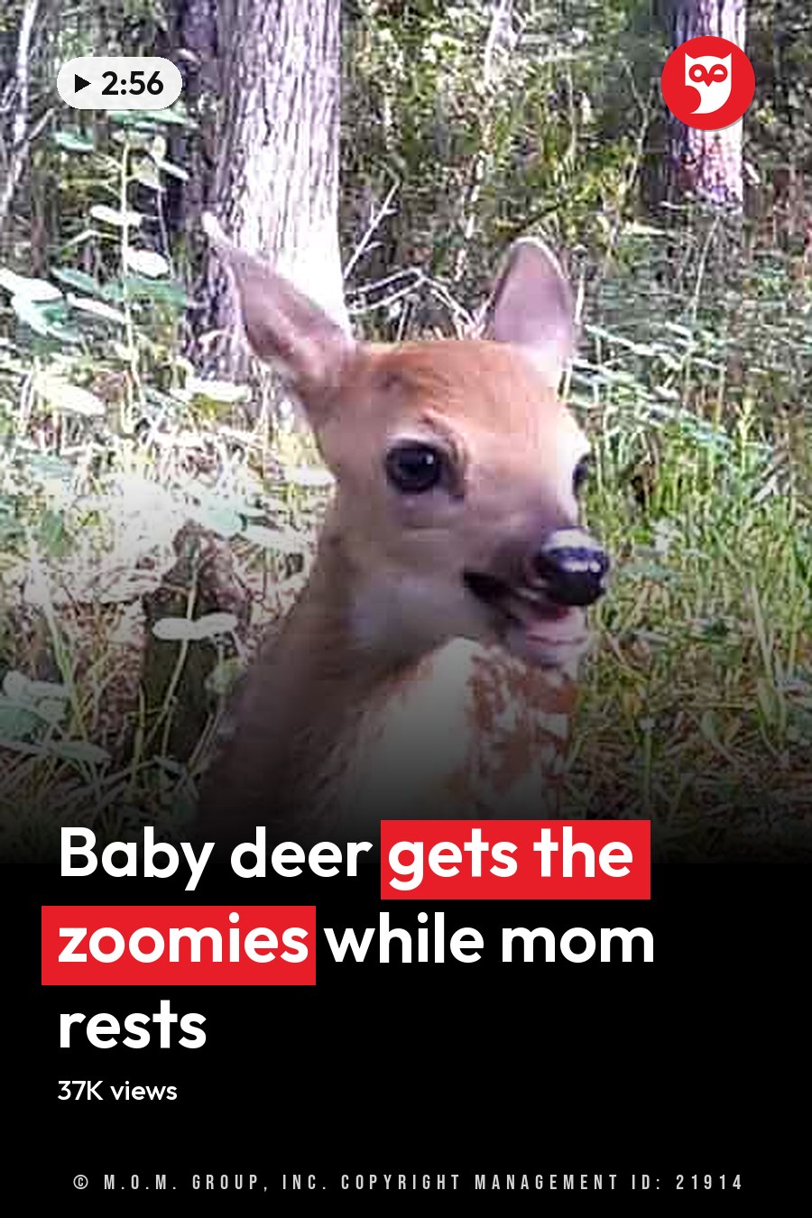 A young fawn with light brown fur and white markings in a dense forest setting during late summer or early fall, bathed in midday sunlight. The headline runs in white letters across the lower third.