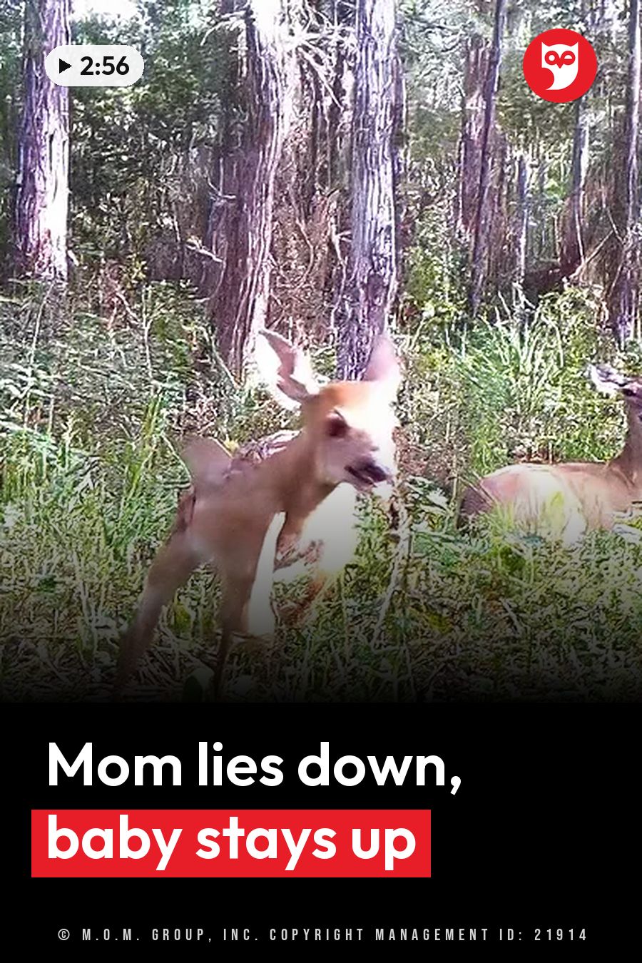 A young deer stands alert in tall grass near trees while another deer rests nearby. A headline runs in white letters across the lower third.