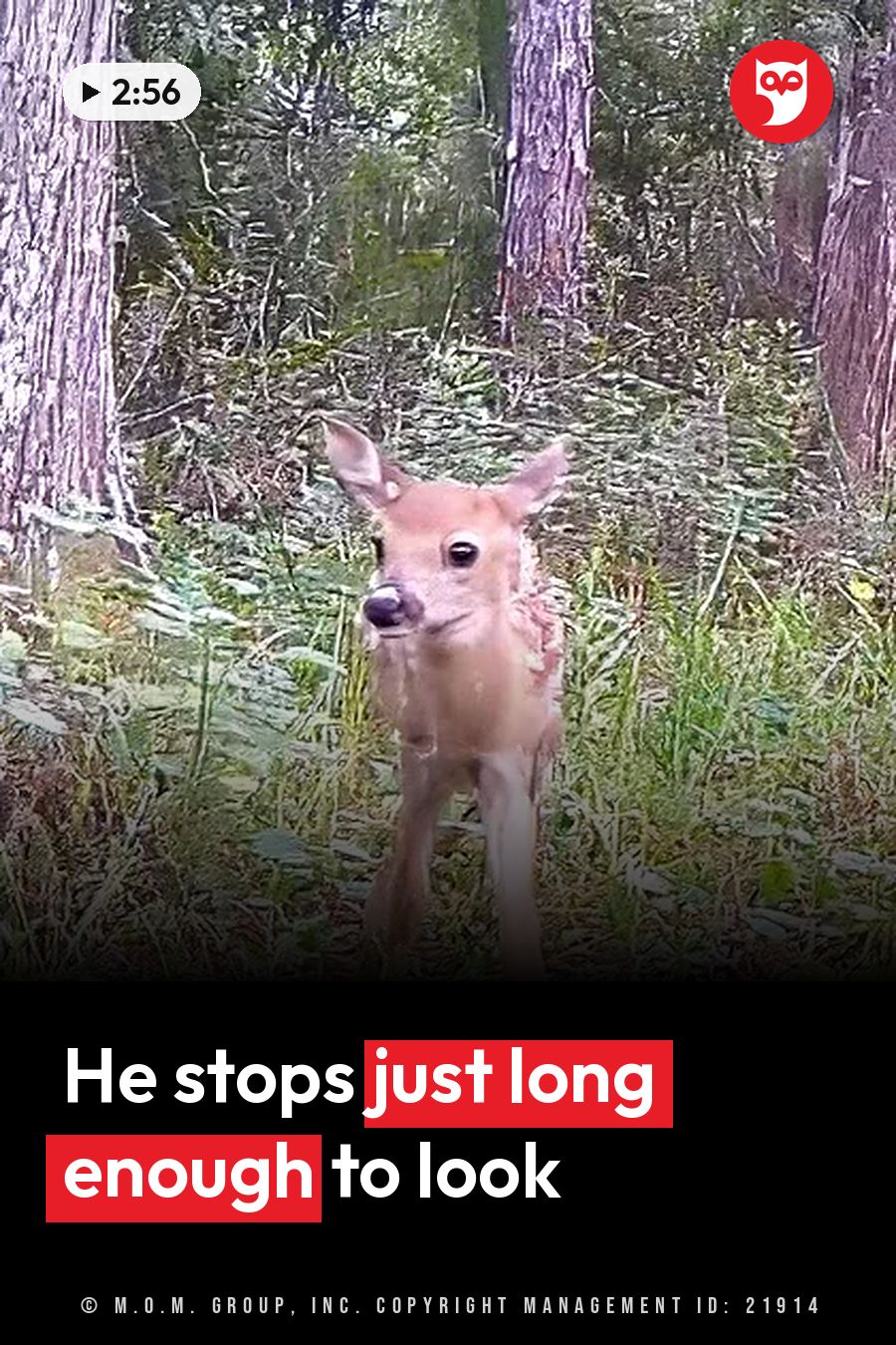 A young deer stands among green trees and leafy plants, looking toward the camera. A headline runs in white letters across the lower third.