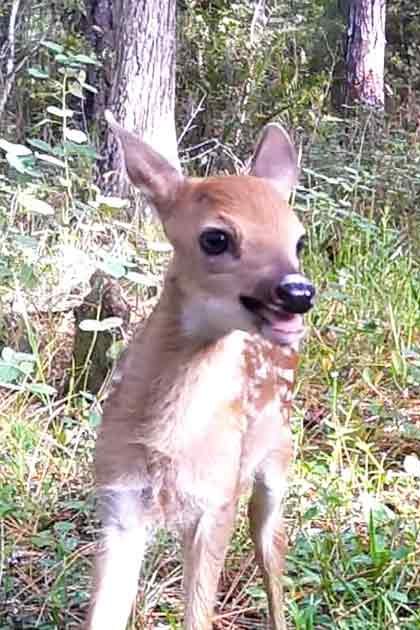 A young fawn with light brown fur and white markings in a dense forest setting during late summer or early fall, bathed in midday sunlight.